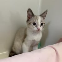 MINUS, chatte à adopter