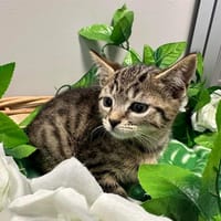 TIGROU, chat à adopter