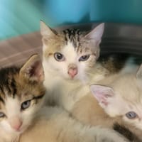 orchidée, chatte à adopter