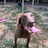 BLACK, chien à adopter