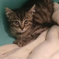 WOODY, chat à adopter