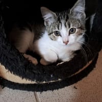 ALFIE, chatte à adopter