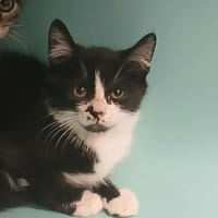 BUZZ, chat à adopter