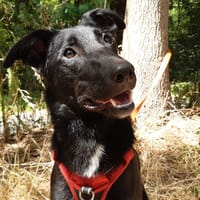 Anaria, chienne à adopter
