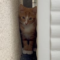 EINS, chat à adopter