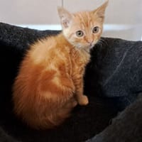 MARS, chat à adopter