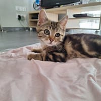 ARNA, chatte à adopter
