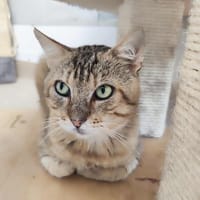 CHARLI, chat à adopter