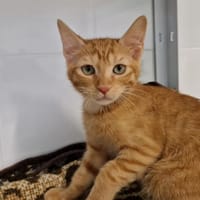 Yoko, chat à adopter