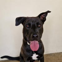 VASCO, chien à adopter