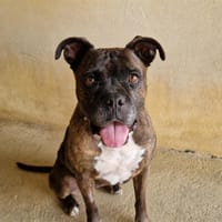 ZARA, chienne à adopter