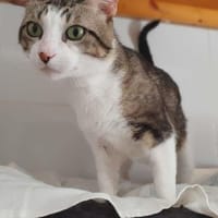 Jacou, chat à adopter