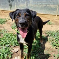 NINJA, chien à adopter