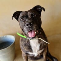 OLIA, chienne à adopter