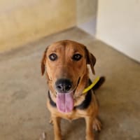 Sandei, chienne à adopter