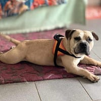 MYKONOS, chienne à adopter