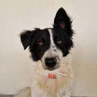Dozer (En cours d'adoption), chien à adopter