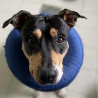 YANKA, chienne à adopter