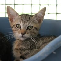 CLEMENCE, chatte à adopter