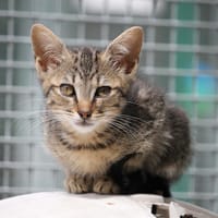 MELISSA, chatte à adopter