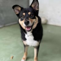 TELMA, chienne à adopter