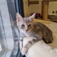 ARNO, chat à adopter