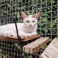 Lila, chatte à adopter