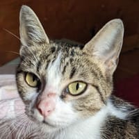 Val, chatte à adopter