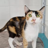 Iris, chatte à adopter