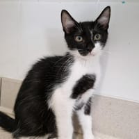 Jacky (en cours d'adoption), chat à adopter