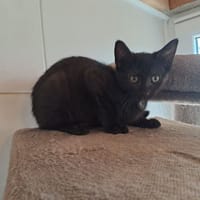 AROW, chatte à adopter
