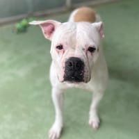 OLLYE, chienne à adopter
