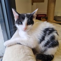 ANYA, chatte à adopter