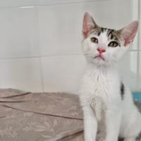 Orchis (En cours d'adoption), chat à adopter