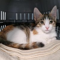 Tulipe (en cours d'adoption), chatte à adopter