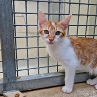 Muscat (en cours d'adoption), chat à adopter
