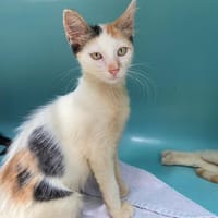 JESSIE, chatte à adopter