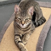 ANALIA, chatte à adopter
