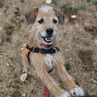 NOISETTE, chienne à adopter