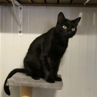 SPARROW, chat à adopter