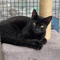 PINGOU, chat à adopter