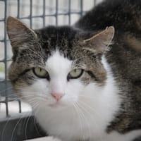 MINELLI, chat à adopter