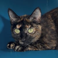 NINJA, chatte à adopter