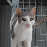BLANDINE, chatte à adopter