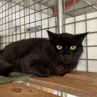Blue [FIV+], chat à adopter