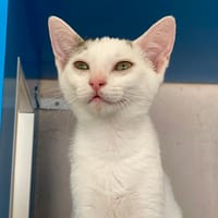 mili, chatte à adopter