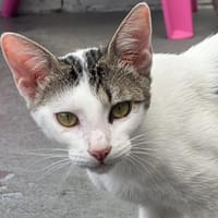 EWA, chatte à adopter