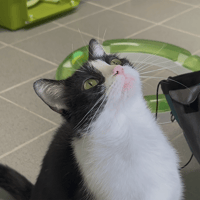 DIDDLINA, chatte à adopter