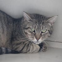 Caprisun, chat à adopter