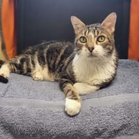 CAPUCIN, chat à adopter